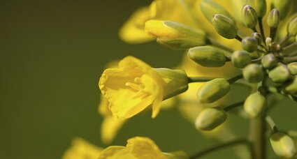 Fleur de moutarde des champs