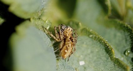 Oxyopes sp.