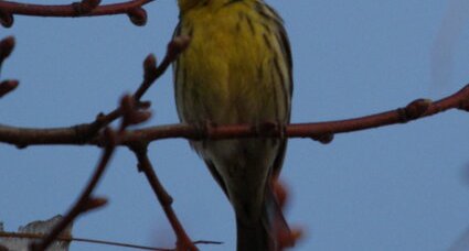 Serin cini