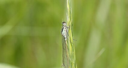 Agrion élégant