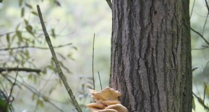 Champignon "arboricole" (2)