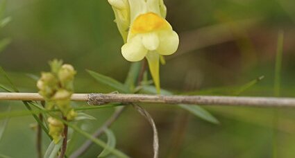 Fleur de linaire commune