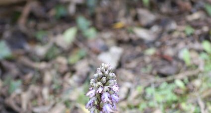 Orchis à grandes bractées