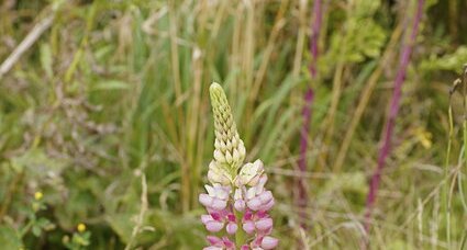 Fleur de lupin