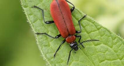 Le Cardinal - Pyrochroa coccinea