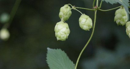 Fruits du Houblon