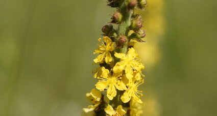 Fleurs d'aigremoine eupatoire - sous réserve