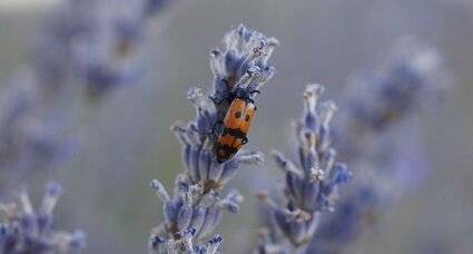 Mylabris sp. sur de la lavande fine