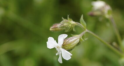 Fleur de silène enflé