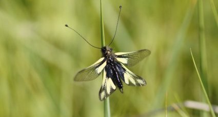 Ascalaphe soufré - sous réserve