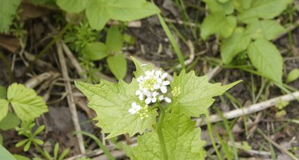 Alliaire officinale