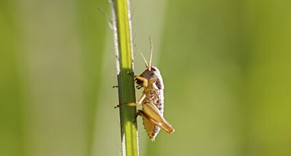 Petit criquet se réchauffant au soleil du matin