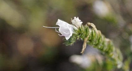 Fleur de vipérine d'Italie