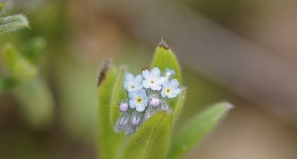 Myosotis des champs - sous réserve