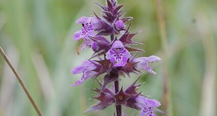 Fleur d'épiaire des marais