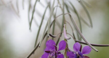 Fleur d'épilobe en épi