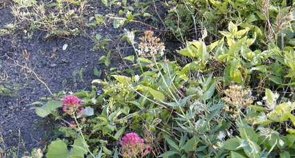 Valériane officinale