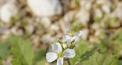 Cardamine sp. ? (3)