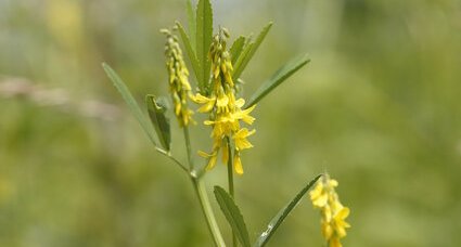 Mélilot jaune