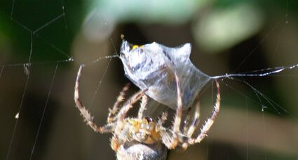 Araignée épeire capturant sa proie n°5