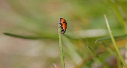 Coccinelle asiatique