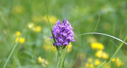 Orchis pyramidal