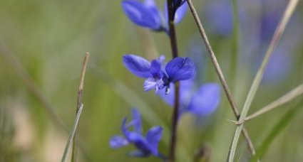 Polygala commun