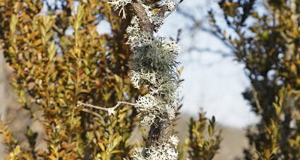 Brochette de lichens fruticuleux