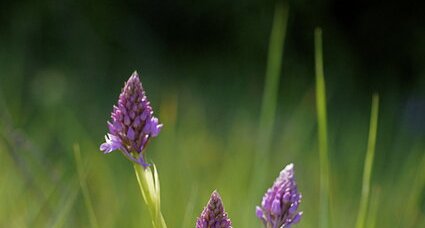 Orchis pyramidal