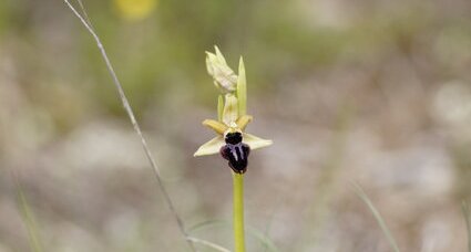 Ophrys de Provence - sous réserve