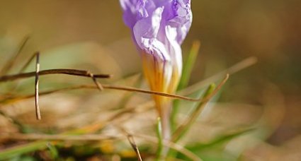 Crocus bigarré