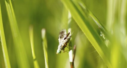 Une mouche du céleri, peut-être ?