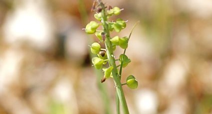 Muscari botryoide monté en graine