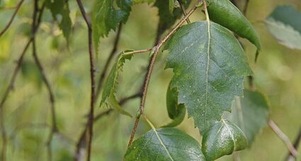 Feuilles de bouleau verruqueux