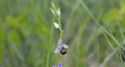 Ophrys bourdon - sous réserve