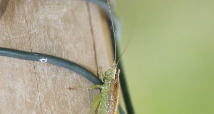 Conocephalus sp.