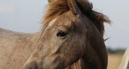 Jeune camarguais