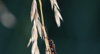 Stenopterus rufus