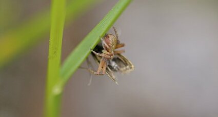 Trop fortes ces araignées