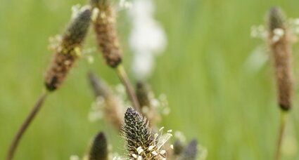 Fleur de plantain lancéolé