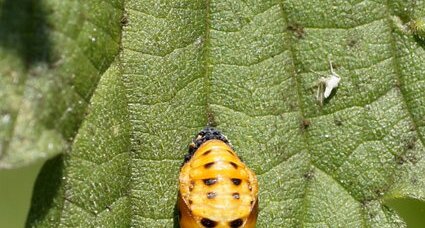 Larve de Coccinelle