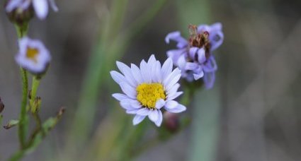 Fleur d'aster