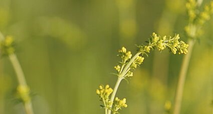 Tige florale de l'inconnue du moment