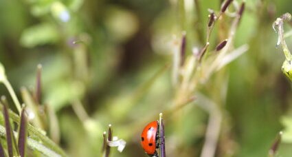 Coccinelle à 7 points