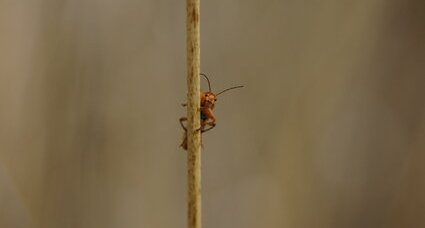 Cantharidé acrobate