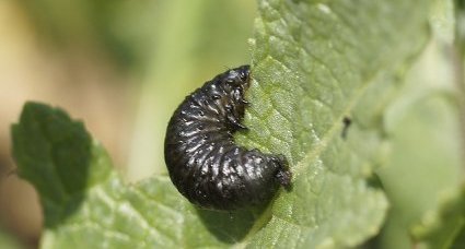 La victime du jour ?Gonioctena viminalis