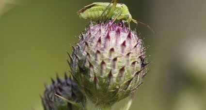 Adelphocoris sp. - sous réserve