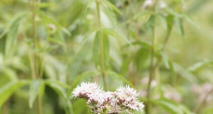 Eupatoire à feuilles de chanvre