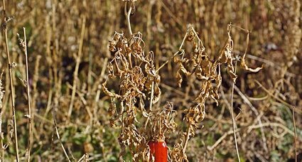 Piments abandonnés