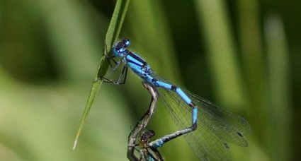 Coeur copulatoire d'Agrions porte-coupe